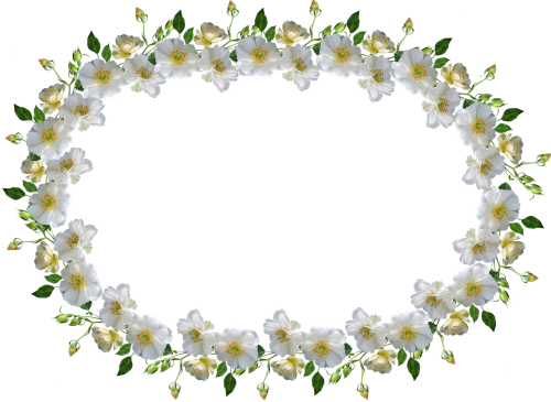 frame border white rose