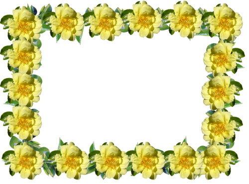 frame border rose