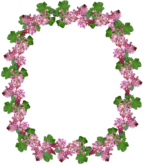 frame border flowering currant