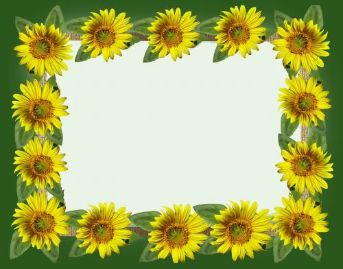 frame sunflower summer