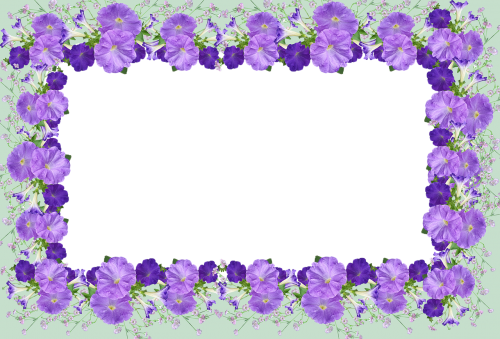 frame border petunias