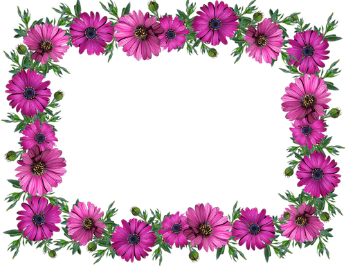 frame  border  daisies