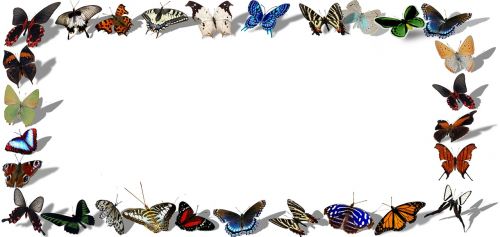 frame butterflys decorative