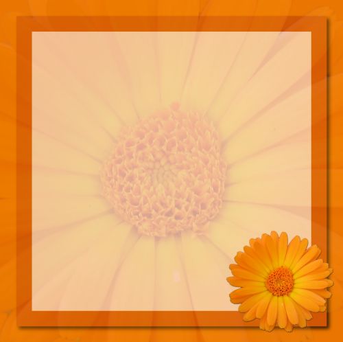 Frame Orange Flower Card