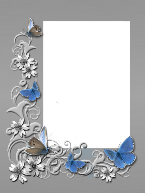 frame photo grey butterflies