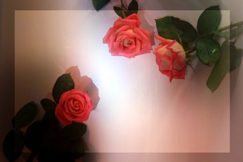 Framed Rose 2