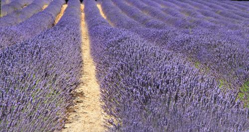 france lavender summer