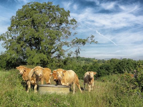 france cattle trough