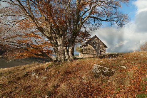 france lozère beech