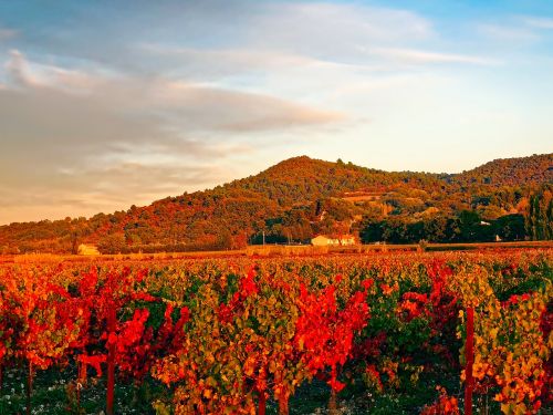 france vineyard mountains