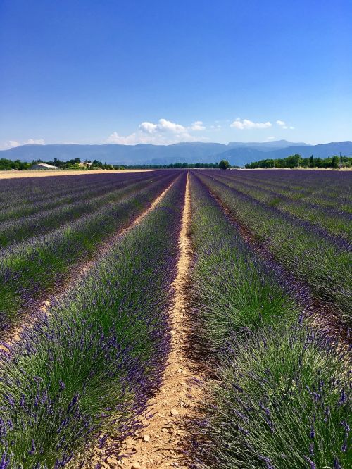 france provence lavender