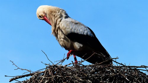 france  strasbourg  stork