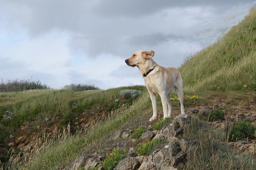 france  coast  dog