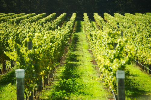 france fields vineyard