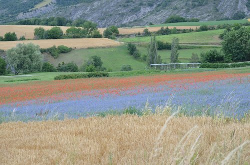 france  poppy  cornflowers