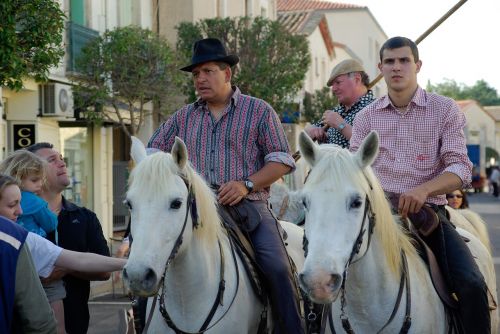 france camargue horses