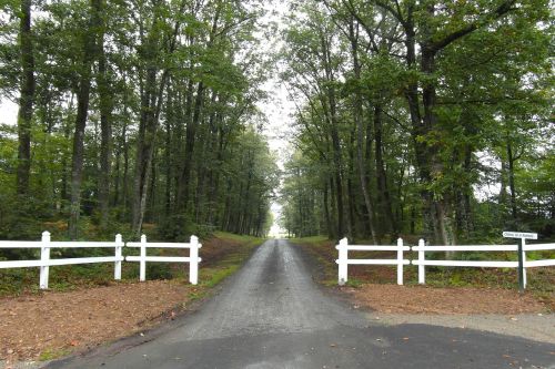 france trees road