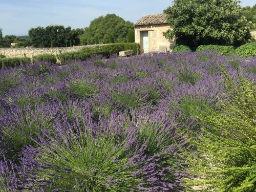 france lavender fields lavender