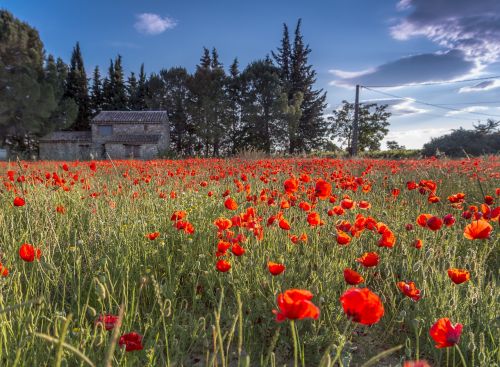 farm wild tulips languedoc