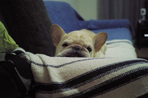 dog cute french bulldog