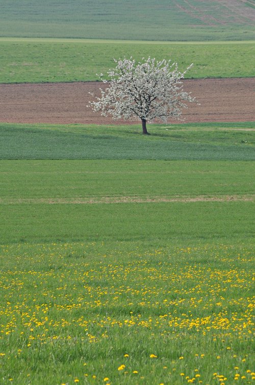 franconian switzerland  cherry blossom  spring