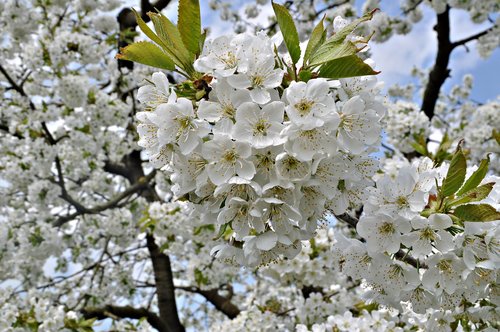 franconian switzerland  cherry blossom  spring