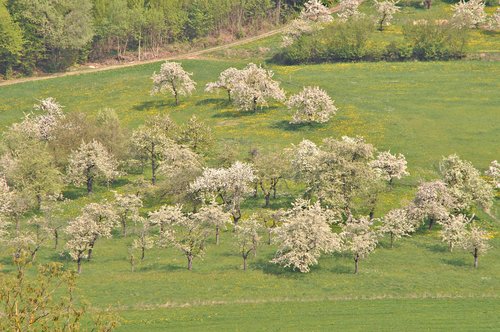 franconian switzerland  cherry blossom  spring