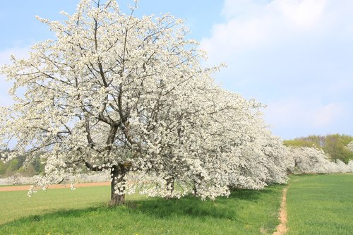 franconian switzerland  spring  cherry blossom