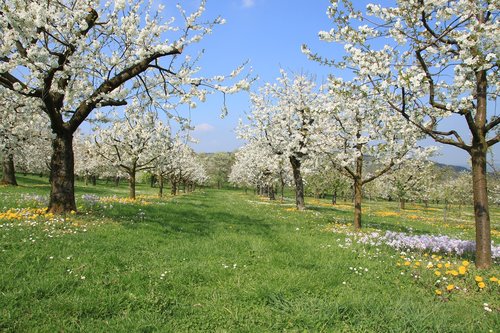 franconian switzerland  spring  cherry blossom