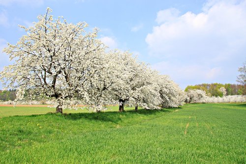 franconian switzerland  spring  cherry blossom