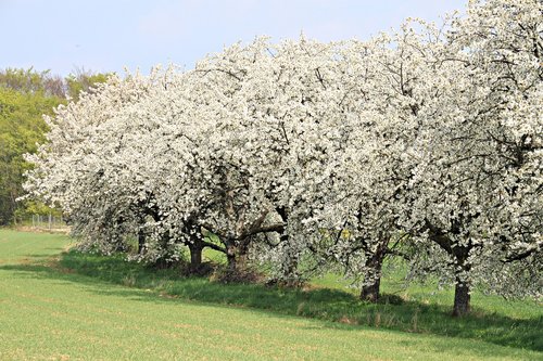 franconian switzerland  spring  cherry blossom