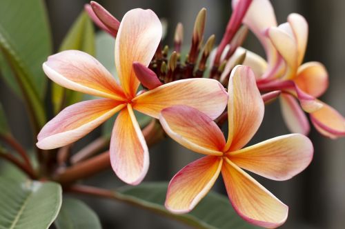 frangipani plumeria blossom