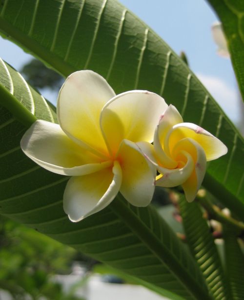 frangipani plumeria tropical