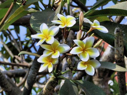 frangipani flower yellow