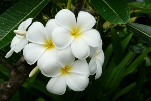 frangipani thailand exotic flower