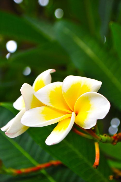frangipani flowers white flowers