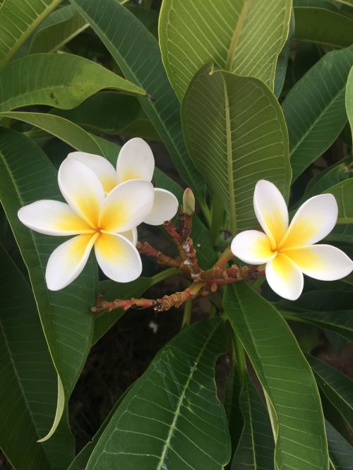 frangipani flowers white