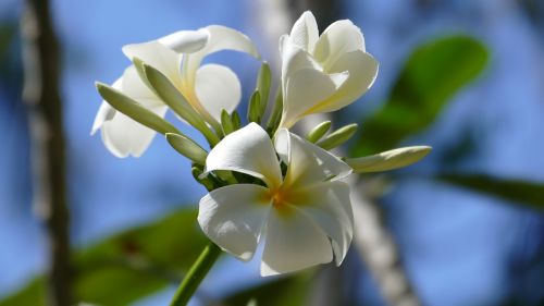 frangipani flowers temple tree