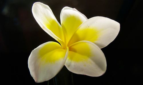 frangipani plumeria flower