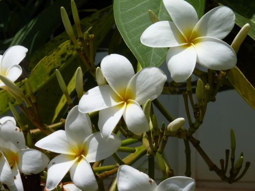 frangipani may flower white flower