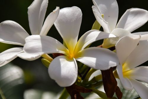 frangipani plumeria indonesia