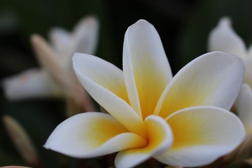 frangipani plumeria flower