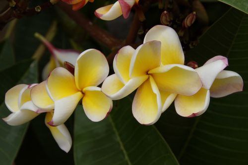 frangipani temple tree plumeria