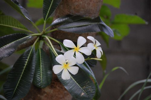 frangipani flowers pretty