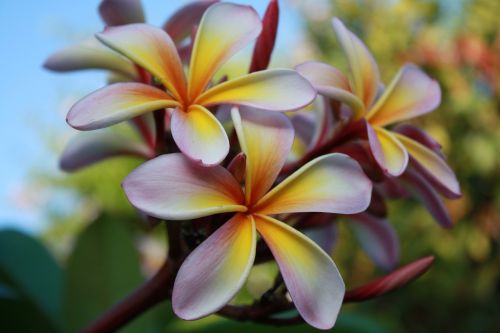 frangipani flowers white