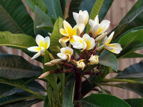 frangipani  yellow flower  turbiné