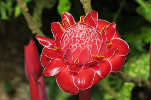 frangipani  red  blossom