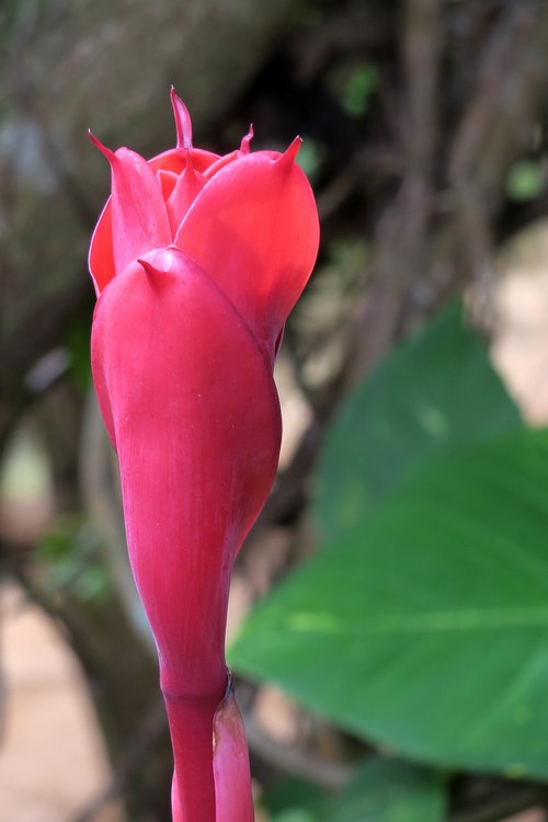 frangipani  red  blossom