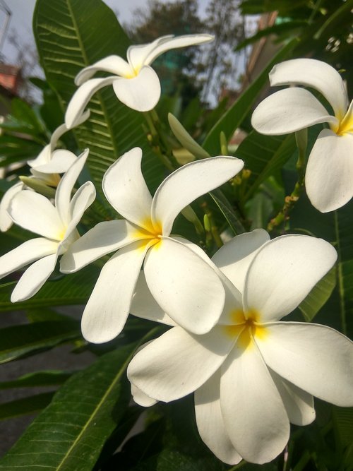 frangipani  plumeria  tropical