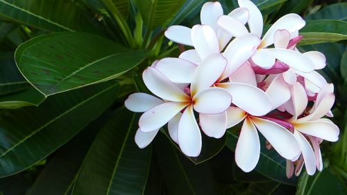 frangipani flower nature